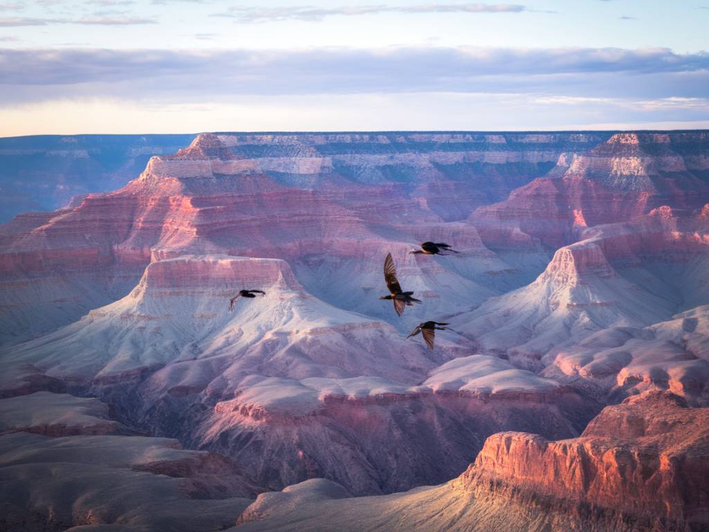 Grand canyon birdwatching: species to look out for